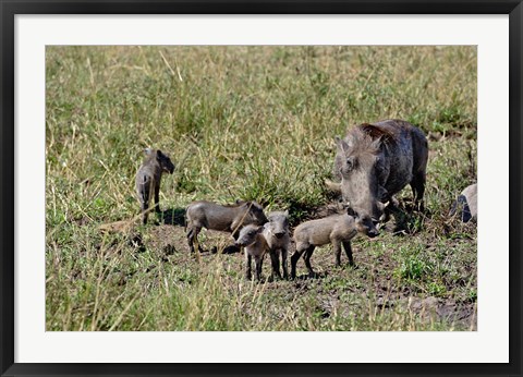 Framed Warthog with babies, Masai Mara Game Reserve, Kenya Print