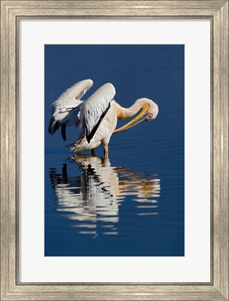 Framed White Pelican bird, Lake Nakuru National Park, Kenya Print