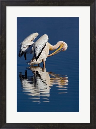 Framed White Pelican bird, Lake Nakuru National Park, Kenya Print