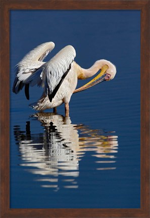 Framed White Pelican bird, Lake Nakuru National Park, Kenya Print