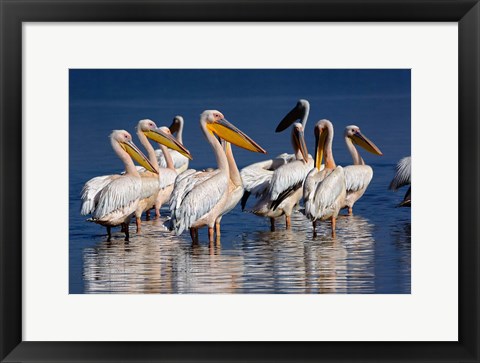 Framed Group of White Pelican birds in the water, Lake Nakuru, Kenya Print