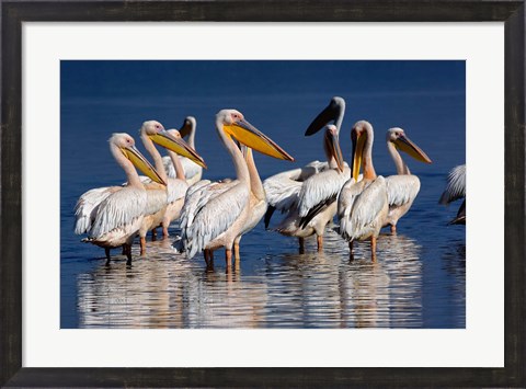 Framed Group of White Pelican birds in the water, Lake Nakuru, Kenya Print