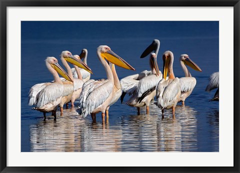 Framed Group of White Pelican birds in the water, Lake Nakuru, Kenya Print