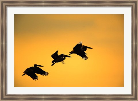 Framed White Pelican birds, Lake Manyara National Park, Tanzania Print