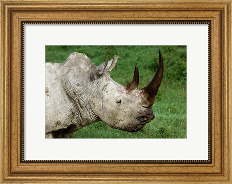 Framed Head of a White Rhinoceros, Lake Nakuru National Park, Kenya Print