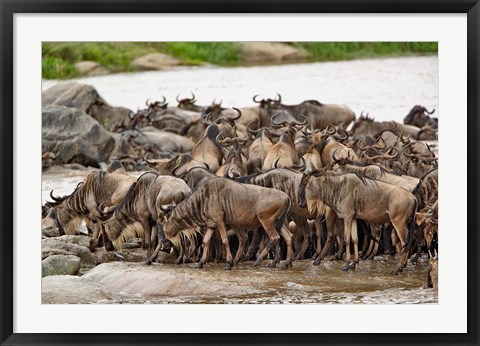 Framed Wildebeest herd wildlife, Serengeti NP, Tanzania Print