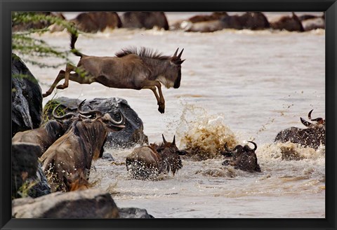 Framed Wildebeest jumping into Mara River, Masai Mara Game Reserve, Kenya Print