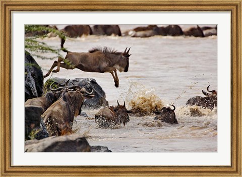 Framed Wildebeest jumping into Mara River, Masai Mara Game Reserve, Kenya Print