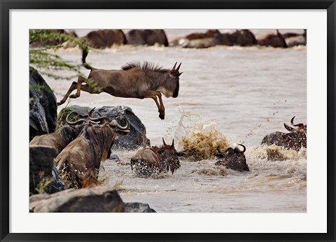 Framed Wildebeest jumping into Mara River, Masai Mara Game Reserve, Kenya Print