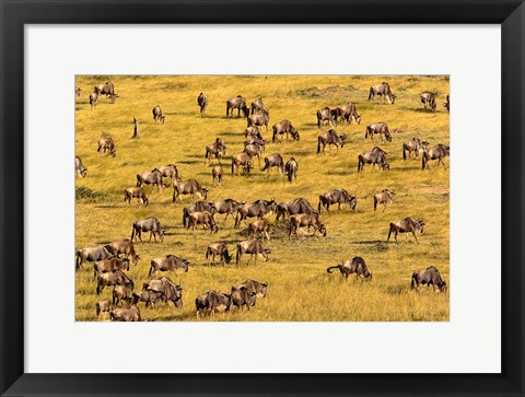 Framed Wildebeest Migration, Masai Mara Game Reserve, Kenya Print