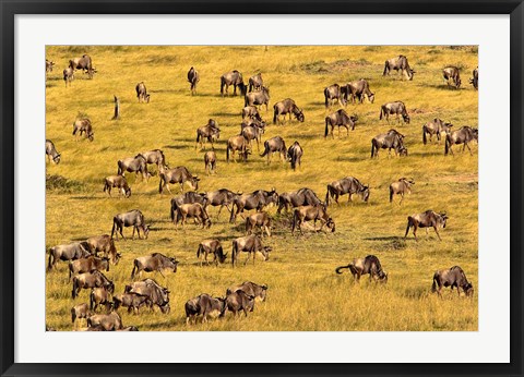 Framed Wildebeest Migration, Masai Mara Game Reserve, Kenya Print