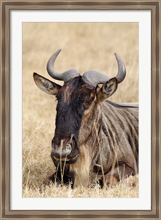 Framed Wildebeest resting, Ngorongoro Crater, Tanzania Print