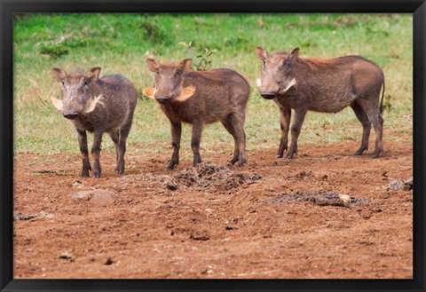 Framed Warthog, Aberdare National Park, Kenya Print