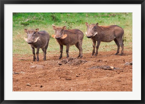 Framed Warthog, Aberdare National Park, Kenya Print