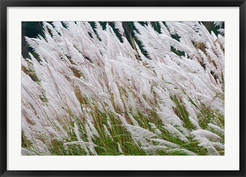 Framed Wild dogtail grasses swaying in wind, Bhutan Print