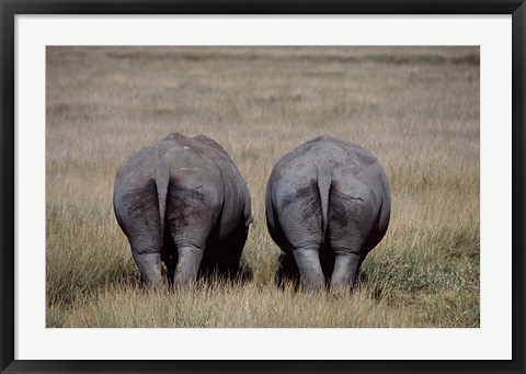 Framed White Rhinos in Lake Nakuru National Park, Kenya Print