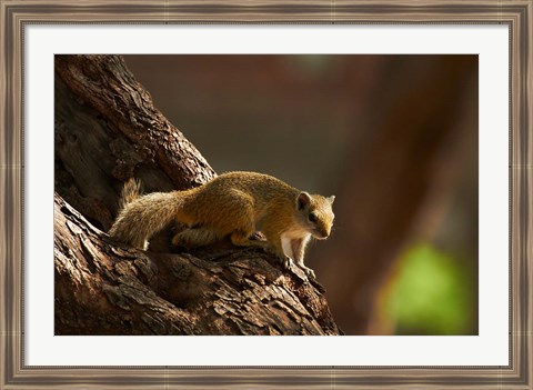 Framed Tree squirrel, Okavango Delta, Botswana, Africa Print