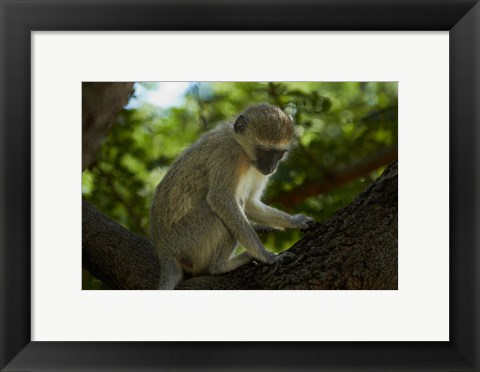 Framed Vervet monkey, Victoria Falls, Zimbabwe, Africa Print