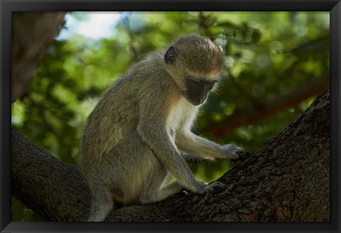 Framed Vervet monkey, Victoria Falls, Zimbabwe, Africa Print