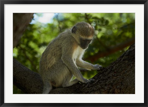 Framed Vervet monkey, Victoria Falls, Zimbabwe, Africa Print