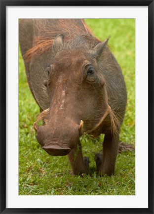 Framed Warthog, Kruger National Park, South Africa Print