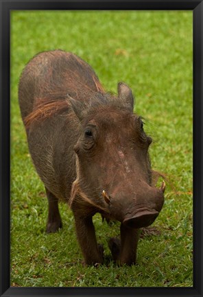 Framed Warthog, Phacochoerus africanus, Kruger NP, South Africa Print