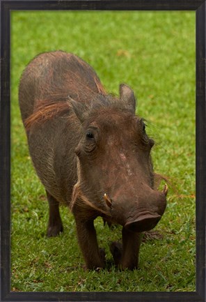 Framed Warthog, Phacochoerus africanus, Kruger NP, South Africa Print