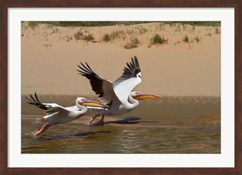 Framed White Pelicans, Sandwich Harbor, Namib-Naukluft, Namibia Print