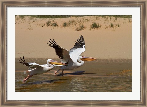 Framed White Pelicans, Sandwich Harbor, Namib-Naukluft, Namibia Print