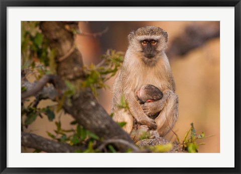 Framed Vervet monkey and infant, Okavango Delta, Botswana Print