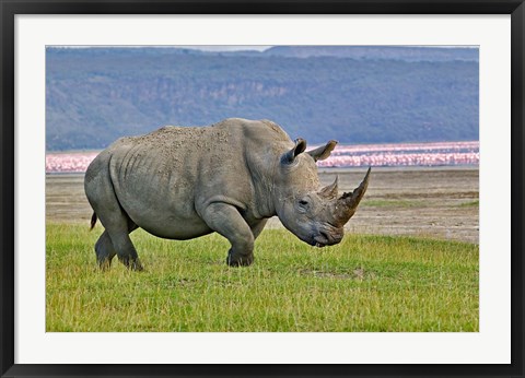 Framed White Rhinoceros and Lesser Flamingos, Lake Nakuru National Park, Kenya Print