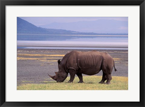 Framed White Rhinoceros, Lake Nakuru National Park, Kenya Print