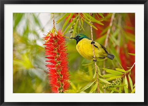 Framed Variable Sunbird, Aberdare Country Club, Nyeri, Kenya Print