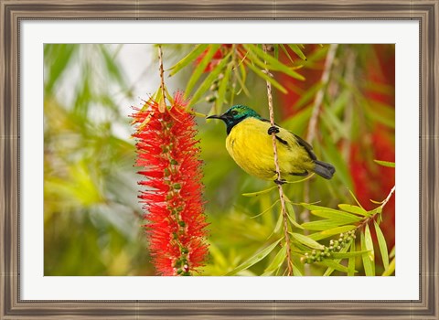 Framed Variable Sunbird, Aberdare Country Club, Nyeri, Kenya Print