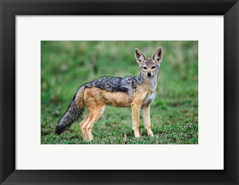 Framed Wild Dog, Black-backed Jackal, Masai Mara, Kenya Print