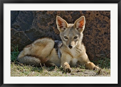 Framed Black-backed Jackal resting, Masai Mara, Kenya Print