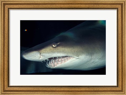 Framed Head of a Great White Shark, South Africa Print