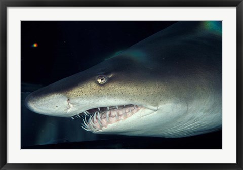 Framed Head of a Great White Shark, South Africa Print