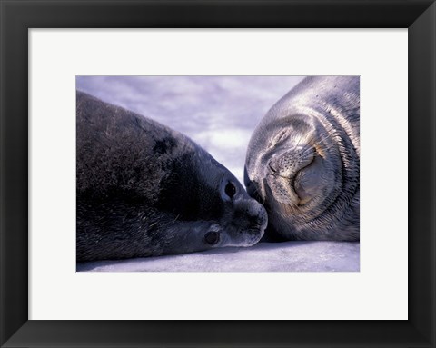 Framed Weddell Fur Seal Cow and Pup, Antarctica Print