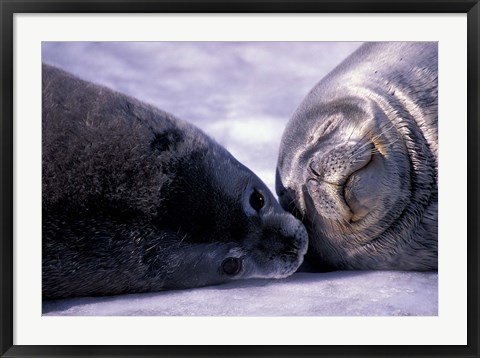 Framed Weddell Fur Seal Cow and Pup, Antarctica Print