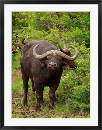 Framed Water Buffalo, Hluhulwe Game Reserve, South Africa Print