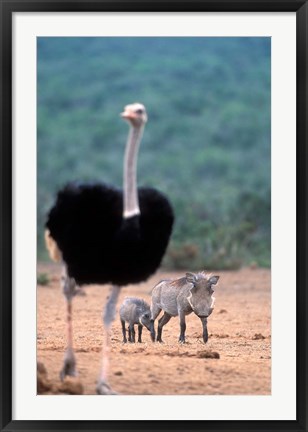 Framed Warthog &amp; offspring, Addo National Park, South Africa Print