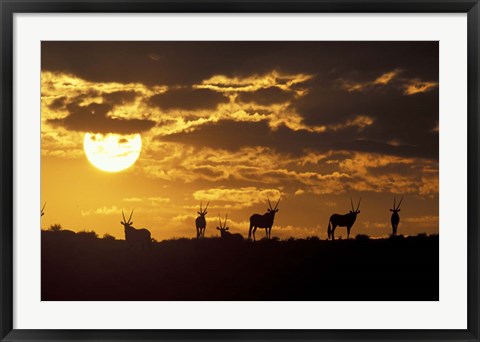 Framed Wildflowers Bloom on Cliffs Above Cape of Good Hope, South Africa Print