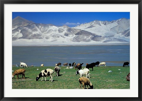 Framed View of Grazing Sheep, Karakuli Lake and Mt Kunlun, Silk Road, China Print