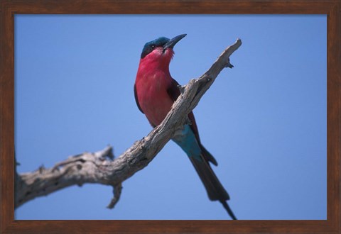 Framed White-Fronted Bee Eater, Chobe River, Chobe National Park, Botswana Print