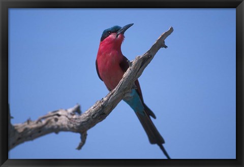 Framed White-Fronted Bee Eater, Chobe River, Chobe National Park, Botswana Print