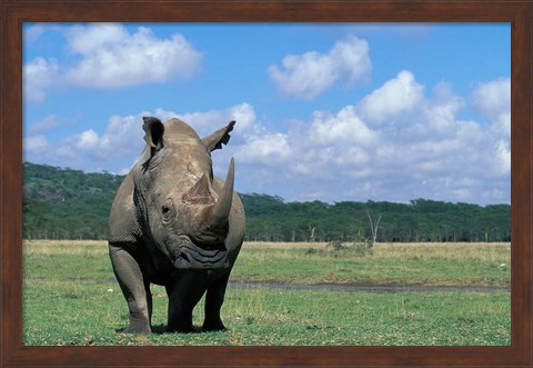 Framed White Rhinoceros Feeding, Lake Nakuru National Park, Kenya Print