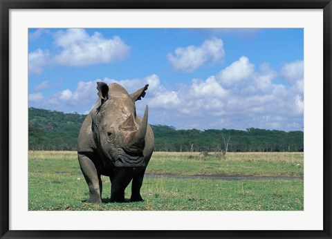 Framed White Rhinoceros Feeding, Lake Nakuru National Park, Kenya Print