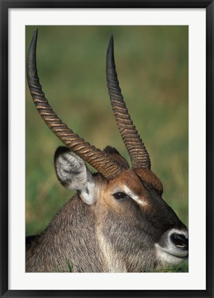 Framed Waterbuck Resting in Musiara Marsh, Masai Mara Game Reserve, Kenya Print