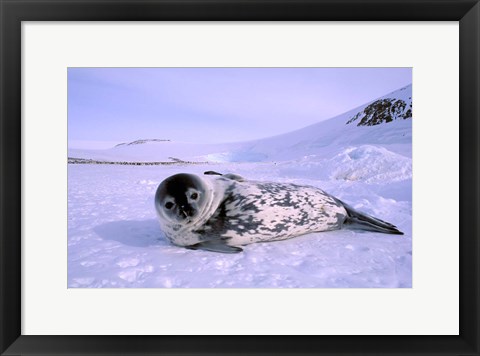 Framed Weddell Seal, Kloa &#39;EP&#39; Rookery, Australian Antarctic Territory, Antarctica Print